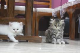 Persian Kittens Pure Male and Female Odd Eyes Pair 0