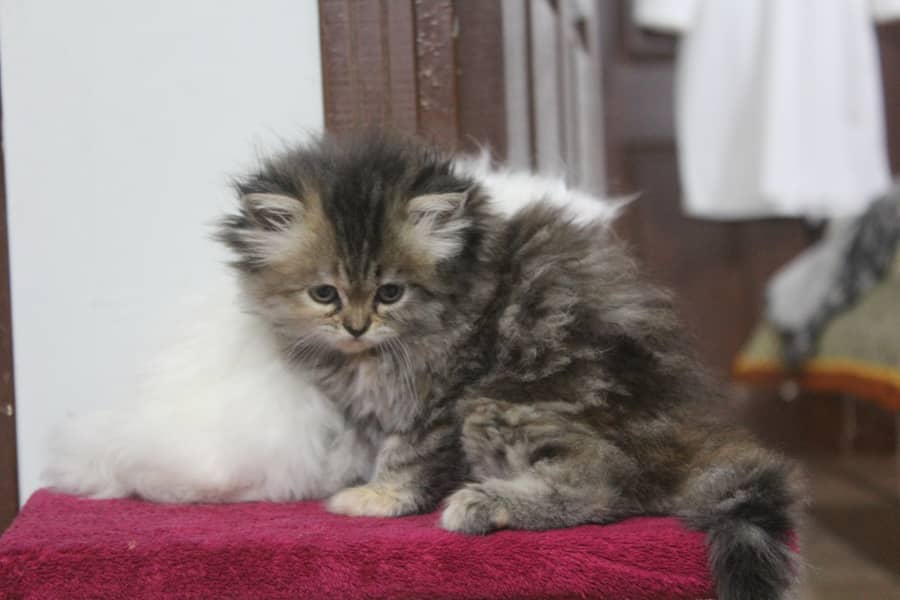 Persian Kittens Pure Male and Female Odd Eyes Pair 4