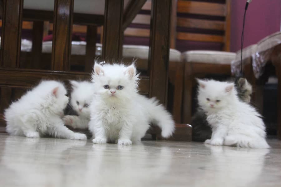 Persian Kittens Pure Male and Female Odd Eyes Pair 6