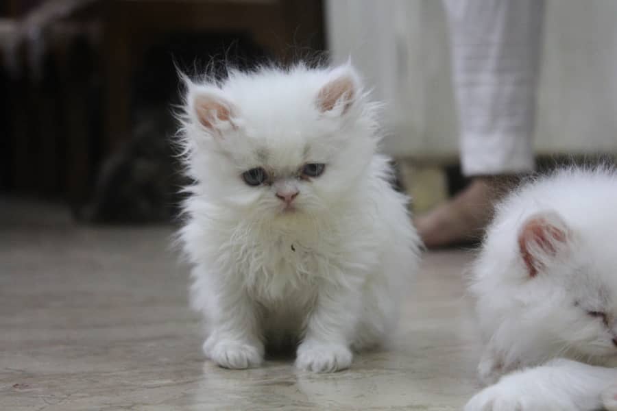 Persian Kittens Pure Male and Female Odd Eyes Pair 9