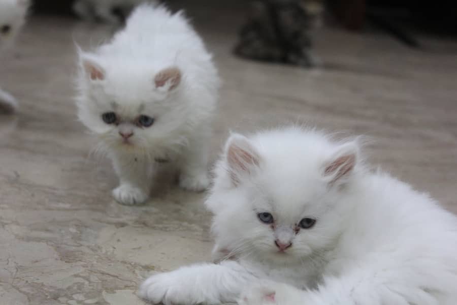 Persian Kittens Pure Male and Female Odd Eyes Pair 10