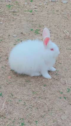 angora rabbit baby for sale 0