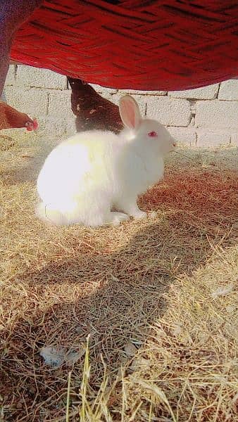 angora rabbit baby for sale 2