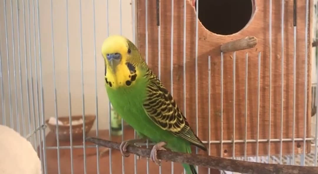 Australian parrots 0