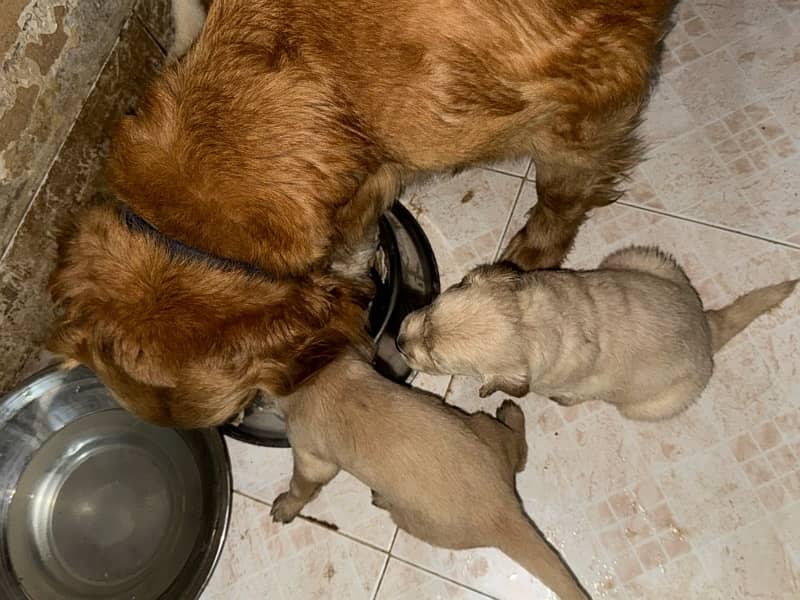 Golden Retriever 2 weeks Pups Booking available 2