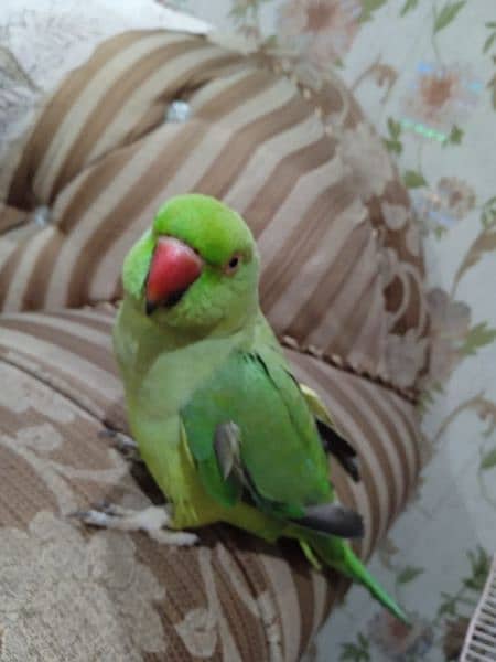 ringneck parrot 1