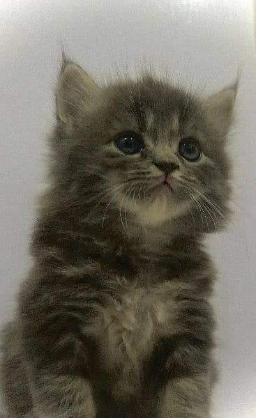 kittens male female white grey available 2
