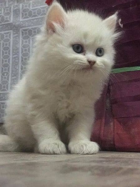 kittens male female white grey available 4