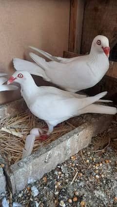 Danish pigeons for sale pair