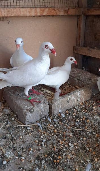 Danish pigeons for sale pair 1