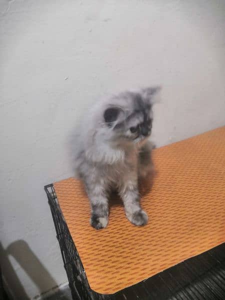 Ex Punch Female Kitten Available For Sale WhatsApp : 03474965636 1
