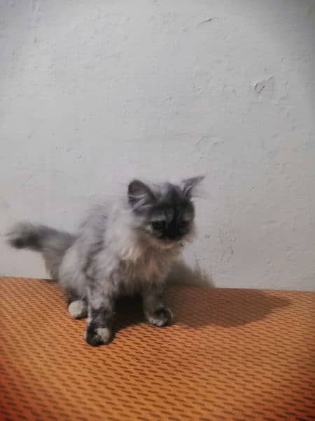Ex Punch Female Kitten Available For Sale WhatsApp : 03474965636 2
