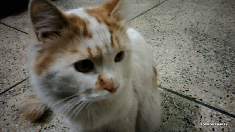 White and brown Cat 1