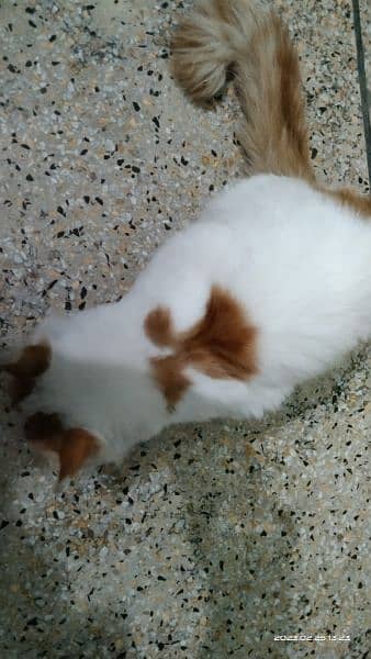 White and brown Cat 2