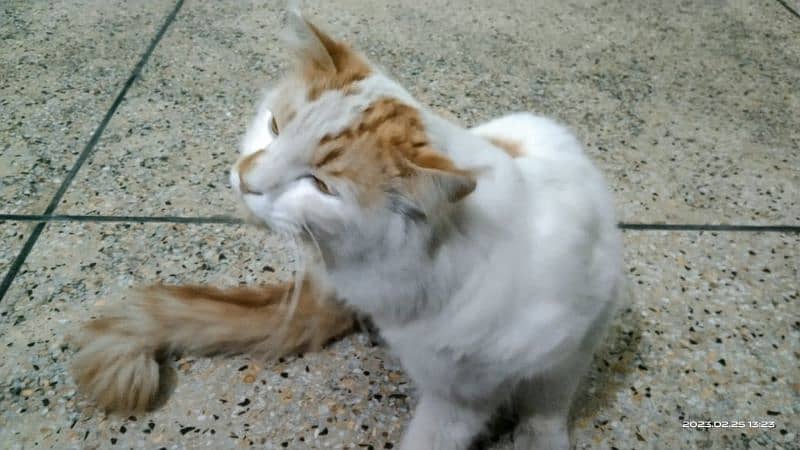 White and brown Cat 4