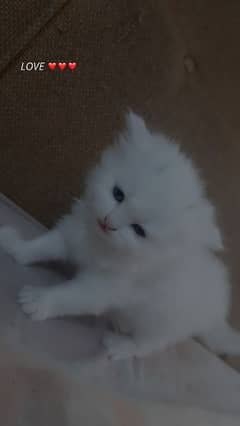 extra long coated Persian cats kittens  Available 0