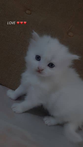 extra long coated Persian cats kittens  Available 2