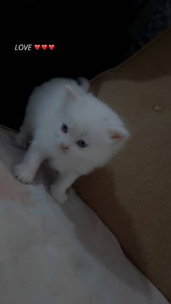 extra long coated Persian cats kittens  Available 4