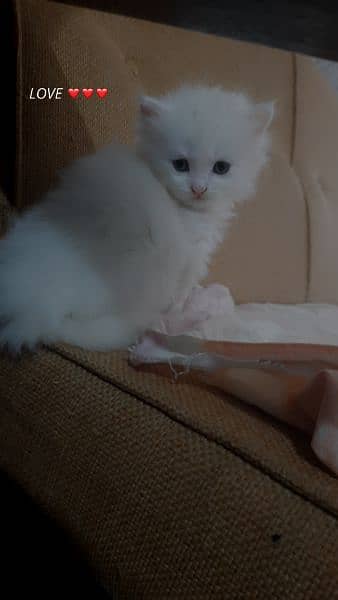 extra long coated Persian cats kittens  Available 5