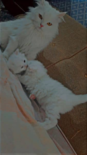 extra long coated Persian cats kittens  Available 3
