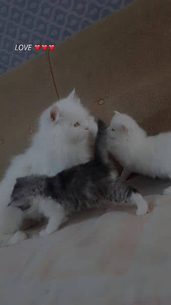 extra long coated Persian cats kittens  Available 6