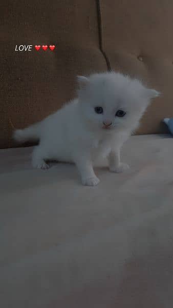 extra long coated Persian cats kittens  Available 8