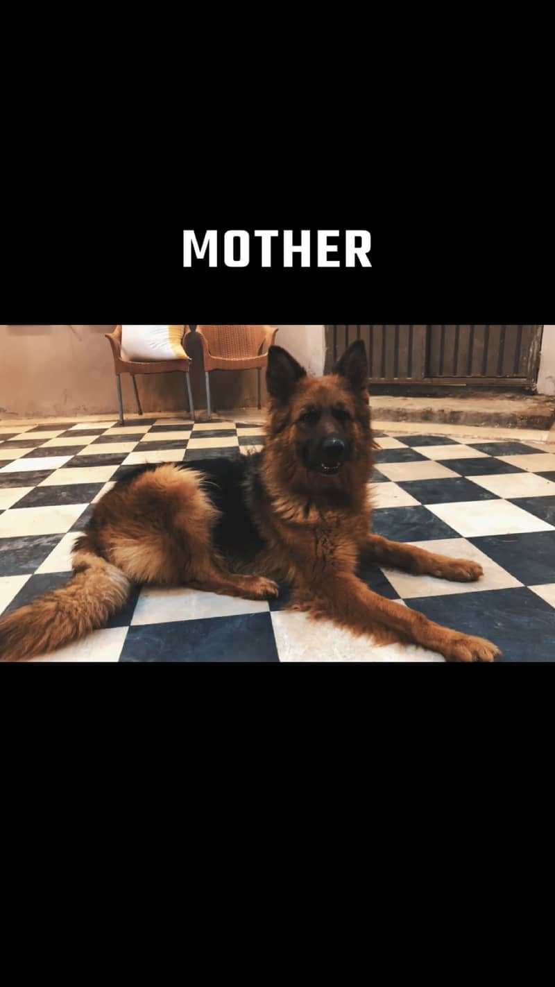 GSD long coat pedigree puppies for sale 3