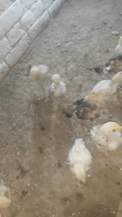 10 chicks h