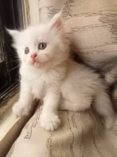 Pure Persian kittens 0