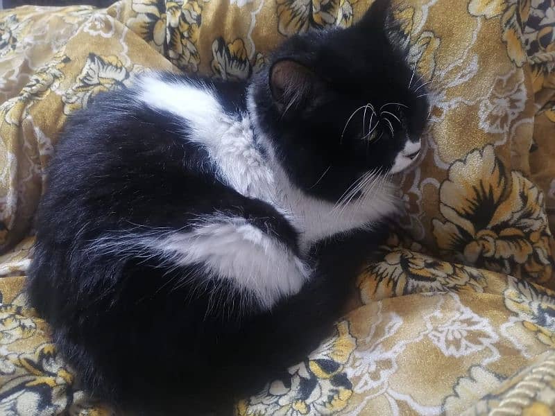 Russian Triple coat Tabby black and white male cat 1