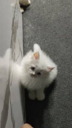 Pure Persian Kitten Up For Adoption! 0