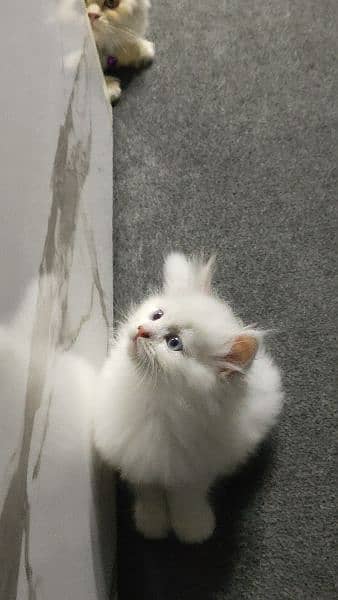 Pure Persian Kitten Up For Adoption! 1