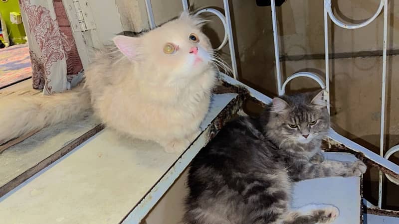 Semi-face cats pair for sale 3