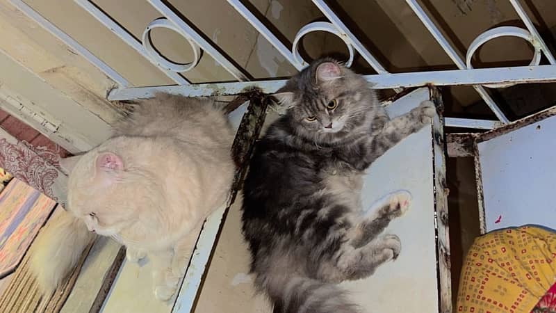 Semi-face cats pair for sale 4