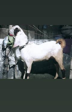 Top quality Ablak beetal Punjab breed bakra male