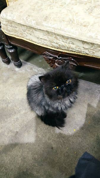 Black Peke Male Cat 1