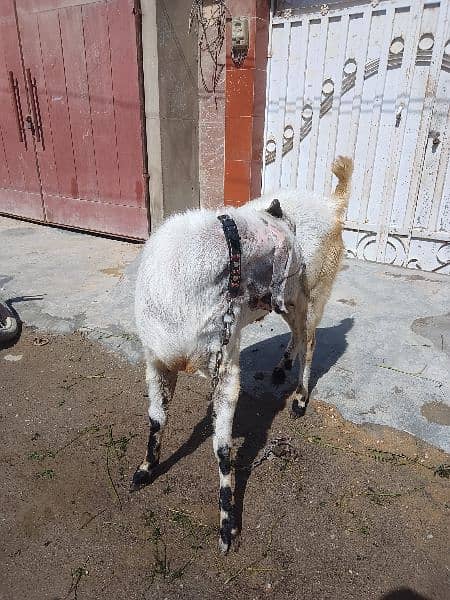 Bakra beetal bakra goat betal bakra breeder best Bakra qurbani  sale 11
