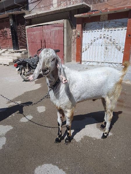 Bakra beetal bakra goat betal bakra breeder best Bakra qurbani  sale 13