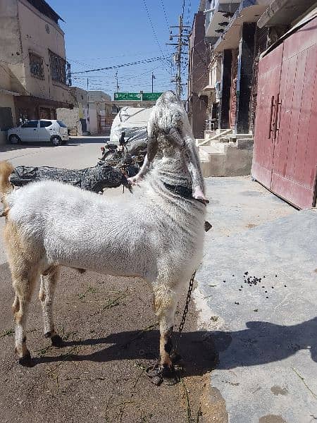 Bakra beetal bakra goat betal bakra breeder best Bakra qurbani  sale 14