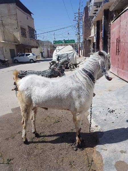 Bakra beetal bakra goat betal bakra breeder best Bakra qurbani  sale 15