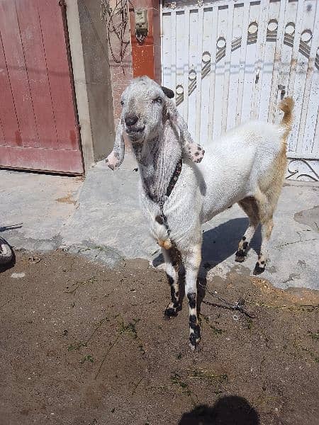 Bakra beetal bakra goat betal bakra breeder best Bakra qurbani  sale 16