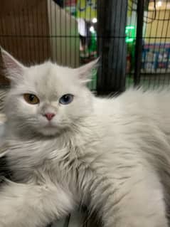 Persian cats pair for sale