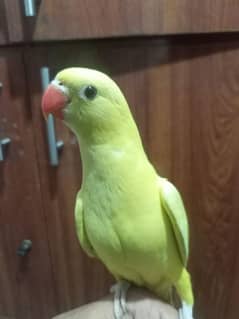 yellow neck age 4 to 5 month