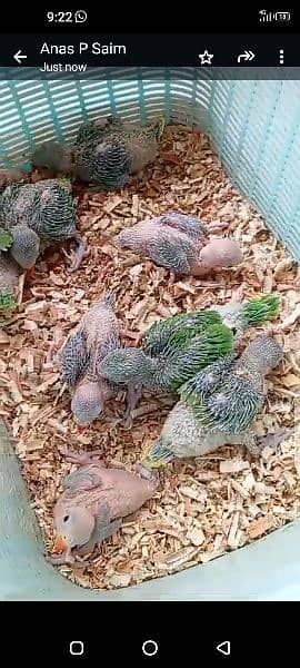 green mitthu chicks available 6