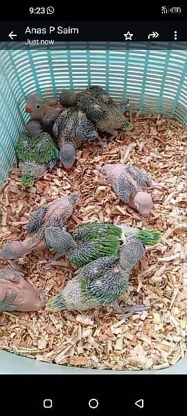 green mitthu chicks available 7