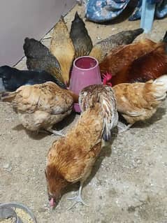 Egg laying young hens and cock