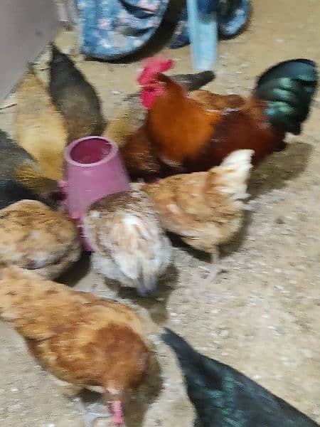 Egg laying young hens and cock 3