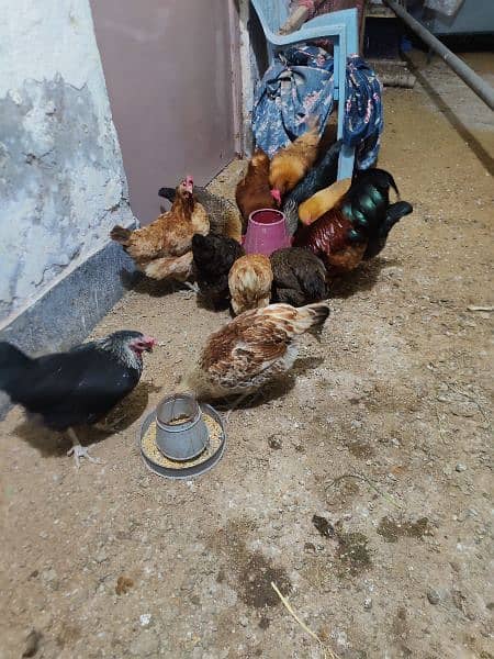 Egg laying young hens and cock 7