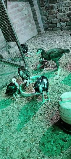 lasani and MianWali aseel chick for sale 3 months