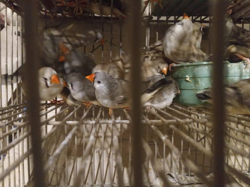finches mutations 8